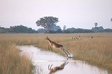 220px-Flying-female-Lechwe.jpg