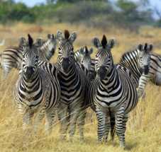 Zebra_Botswana_edit.jpg