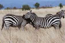 Zebre