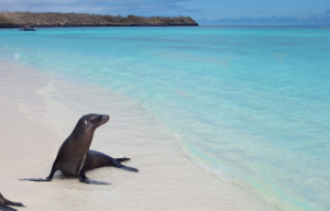 Foca