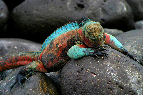 Iguana
