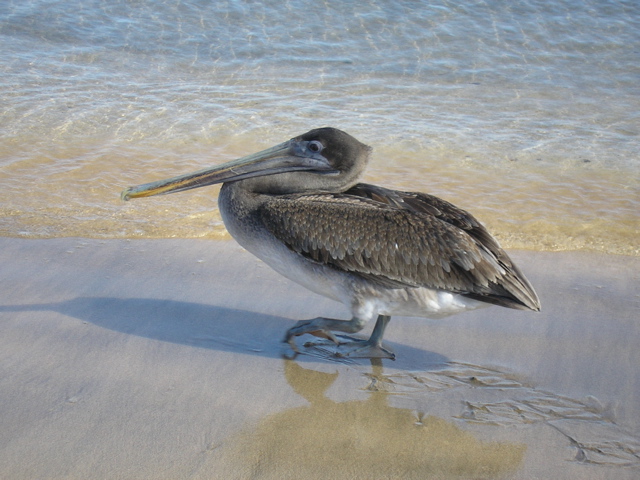 Pellicano