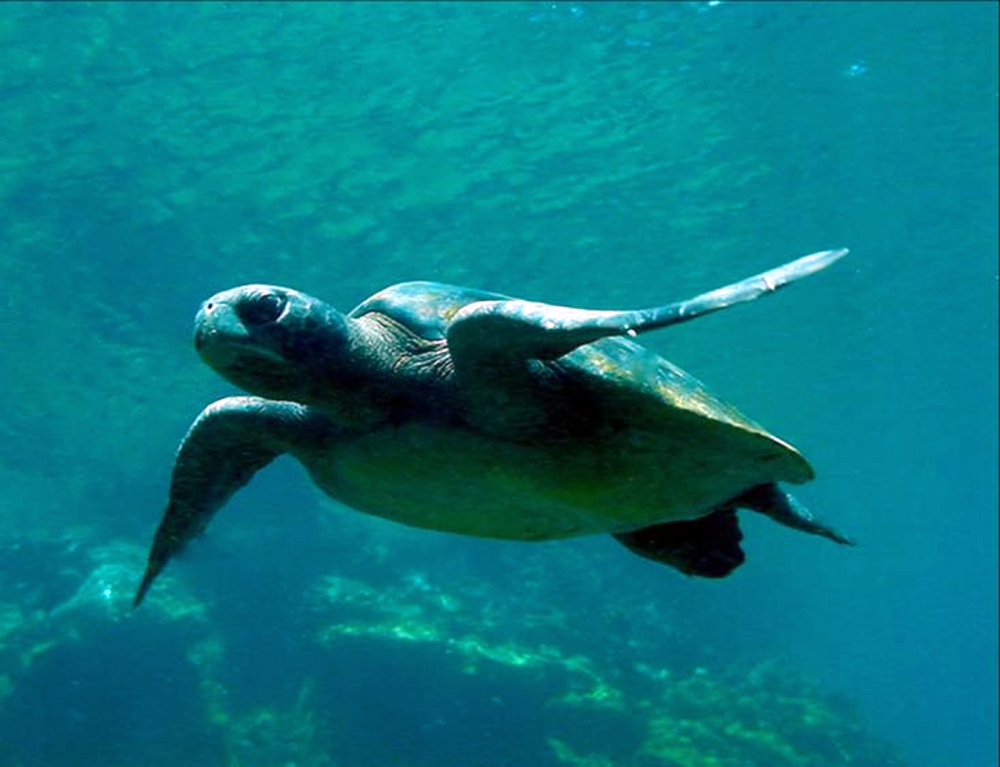 Tartaruga